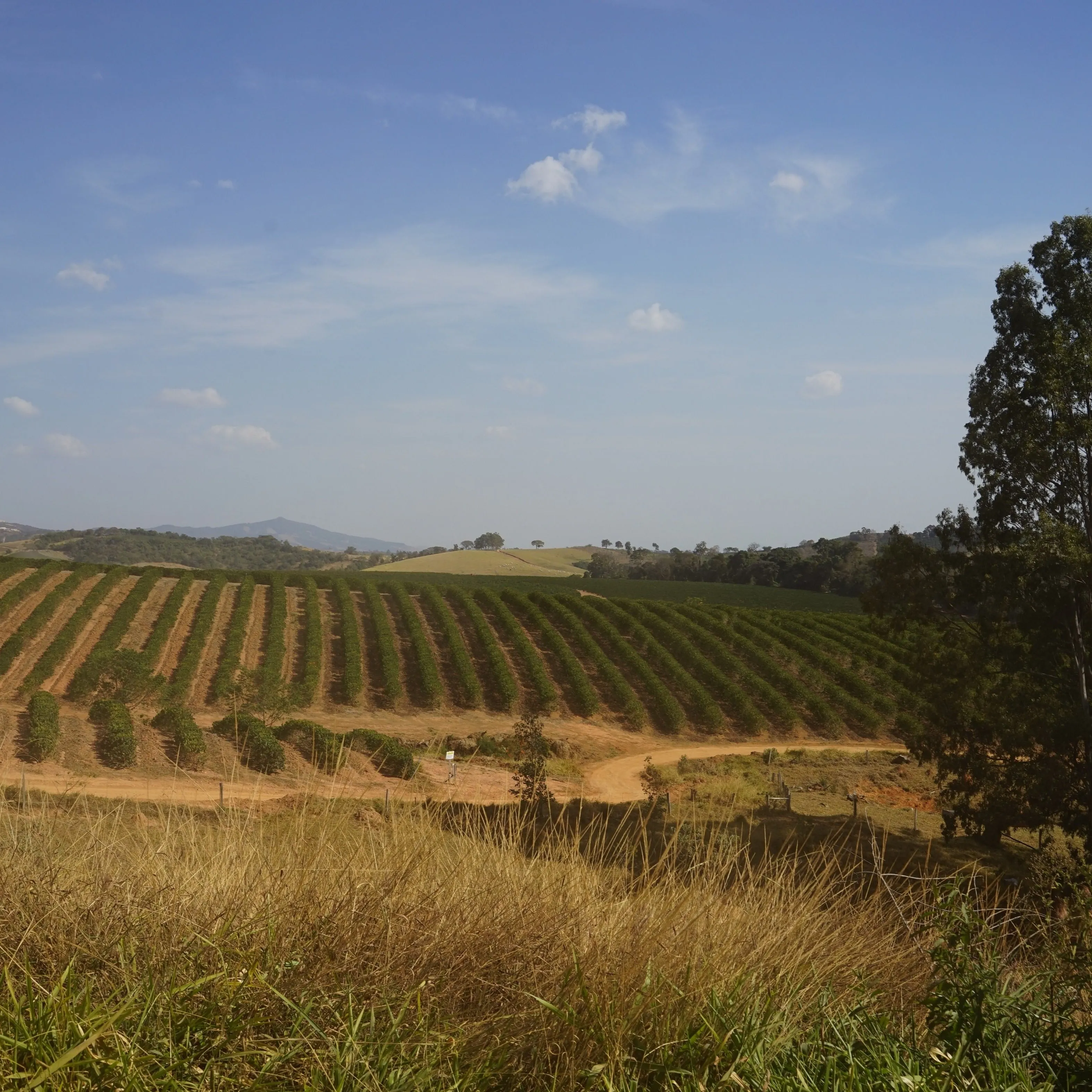 Fazenda Sao Sebastiao #1 natural – Sul de Minas